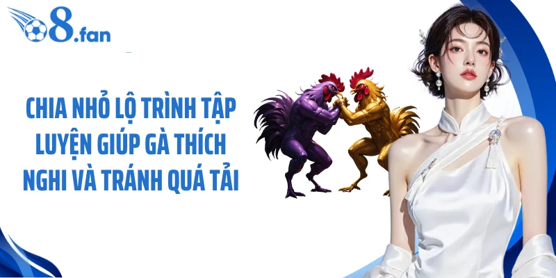 Chia nhỏ lộ trình tập luyện giúp gà thích nghi và tránh quá tải