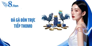 Đá Gà Đòn Trực Tiếp Thomo - Sự Khác Biệt Không Thể Bỏ Qua