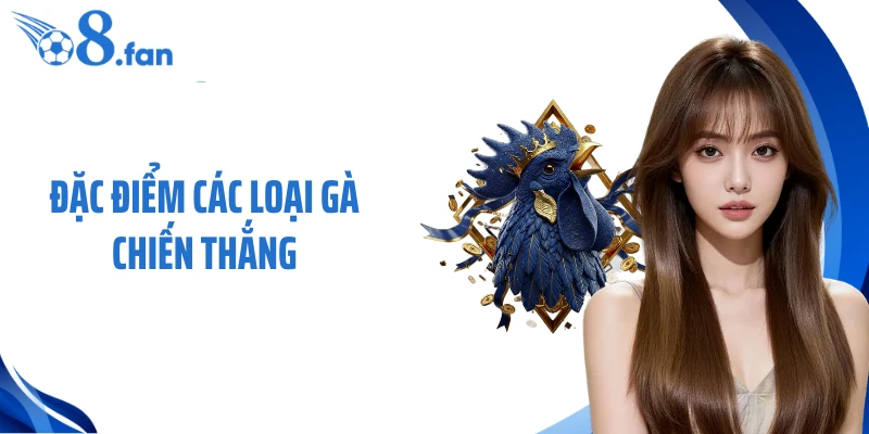 Đặc Điểm Các Loại Gà Chiến Thắng - Nhận Diện Chiến Kê Bền Đòn