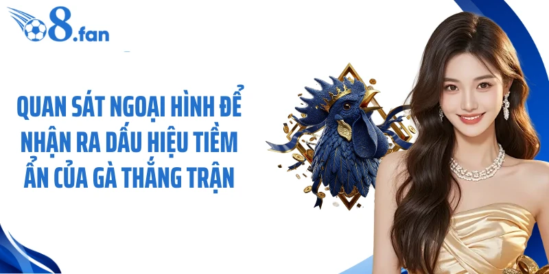 Quan sát ngoại hình để nhận ra dấu hiệu tiềm ẩn của gà thắng trận